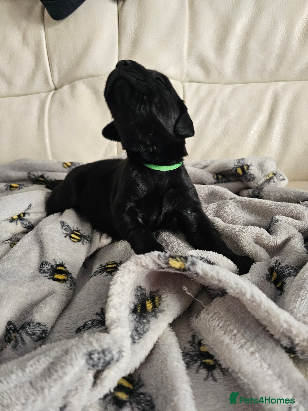 Labrador Retriever dogs for sale: Exceptional Labrador Retriever Puppies - Advert 10