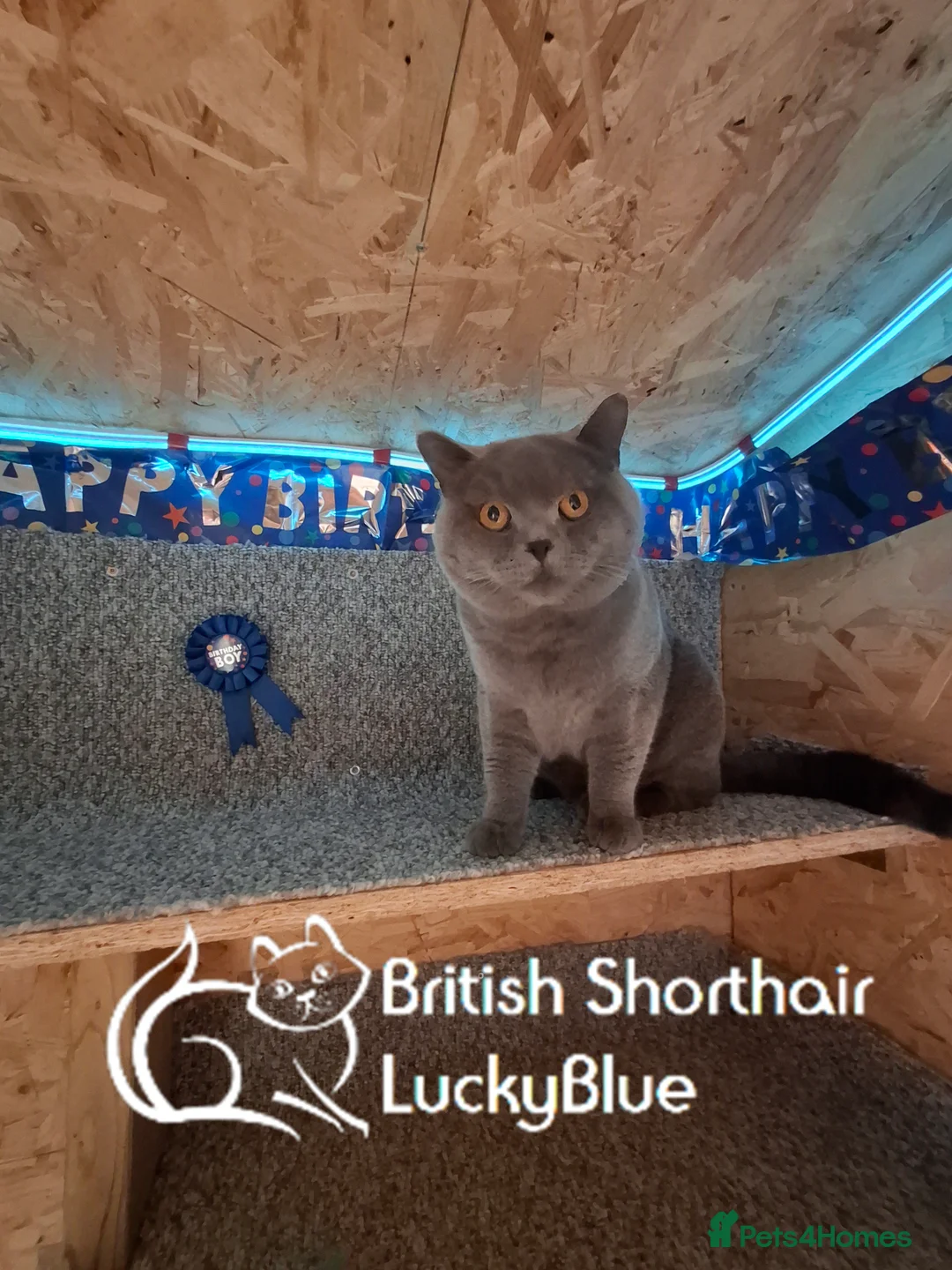 British Shorthair cats for stud: Stud GCCF active Blue British Shorthair - Advert 4
