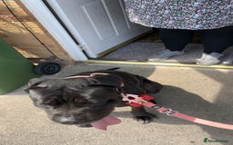Cane Corso dogs for sale: Cane corso  - Image 3