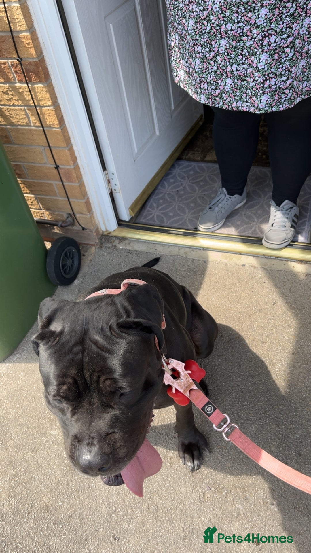 Cane Corso dogs for sale: Cane corso  - Image 3