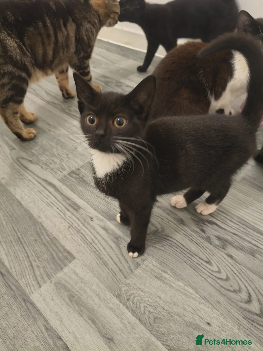 Mixed Breed cats for sale: Beautiful  - Advert 10