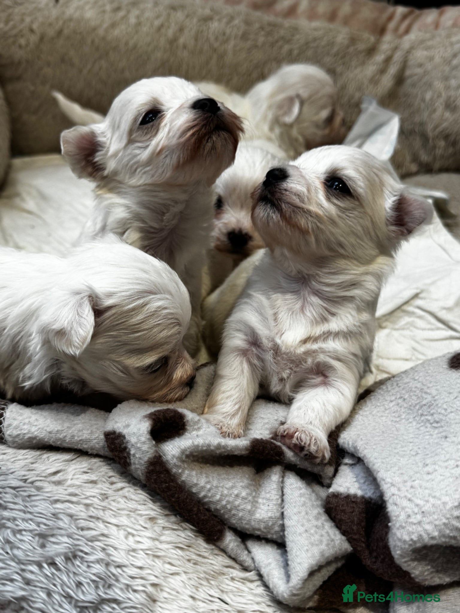 Maltese dogs Maltese Puppies - Advert 11