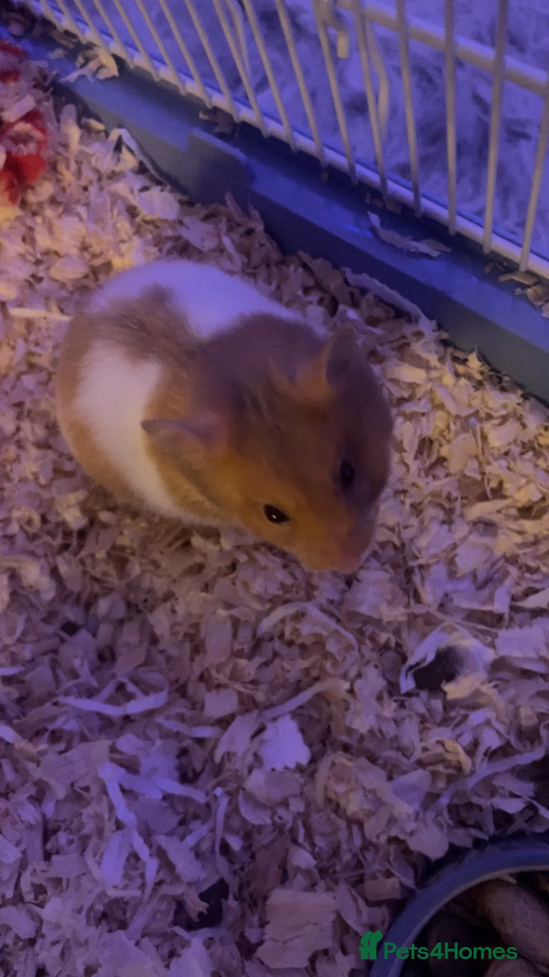 Hamster rodents for sale: Ringo hamster  in Birkenhead - Advert 4
