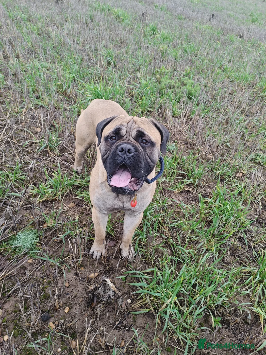 Bullmastiff dogs for stud: 🐾 PROVEN GENTLE GIANT: BULLMASTIFF FOR STUD 🐾 - Advert 6
