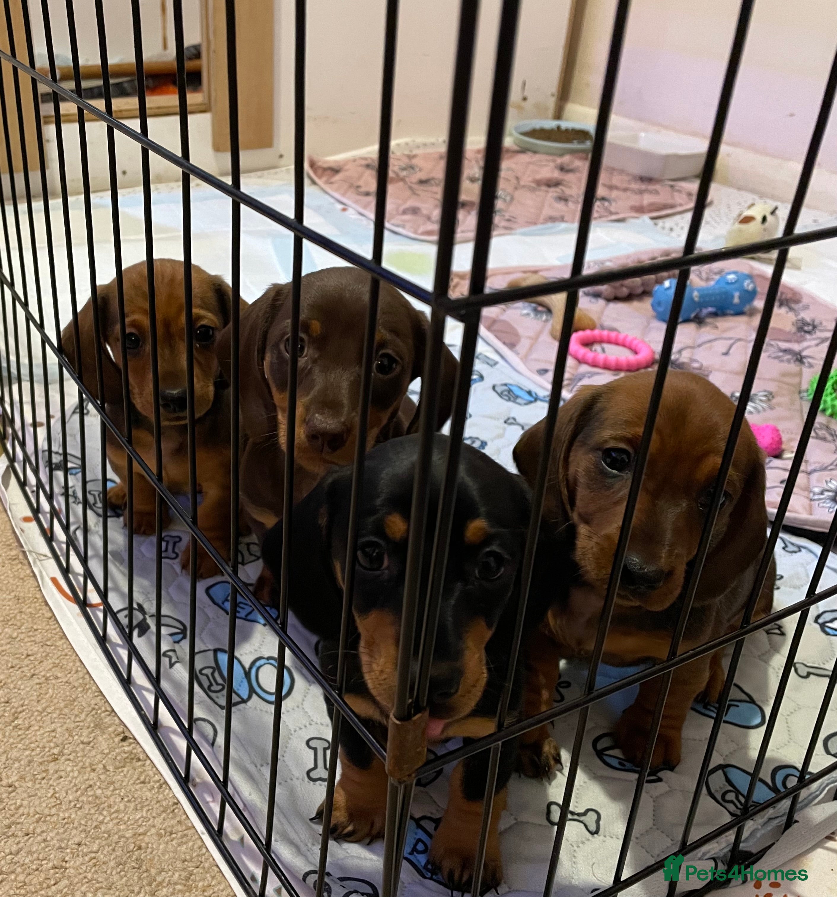 Miniature Dachshund dogs 2 beautiful miniature dachshunds  - Advert 3