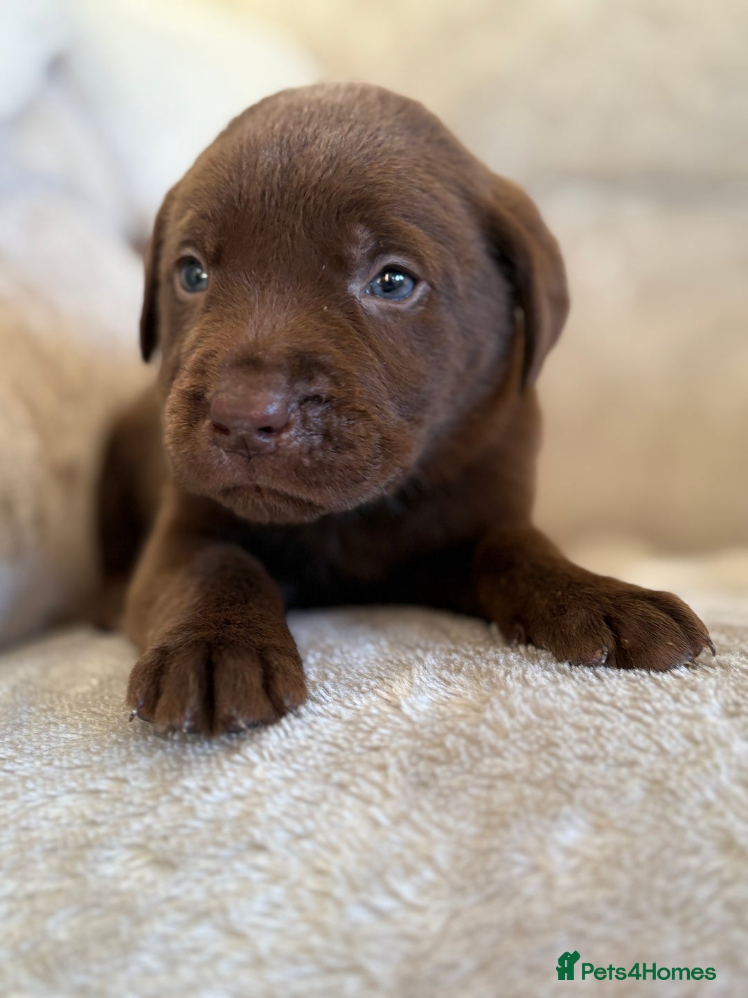 Labrador Retriever dogs for sale: Stunning Labrador puppies - Advert 18