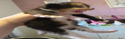 Mixed Breed cats for sale: Kittens for sale mixed litter  - Advert 8