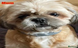 Shih Tzu dogs for sale: Shih Tzu’s Puppies Standard x Imperial  - Image 12