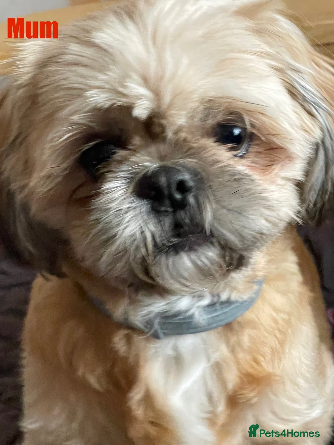 Shih Tzu dogs for sale: Shih Tzu’s Puppies Standard x Imperial  - Image 12