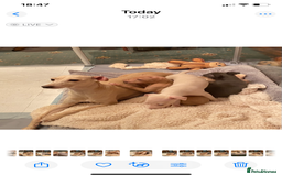 Italian Greyhound dogs for sale: ITALIAN GREYHOUND PUPPIES  - Advert 8