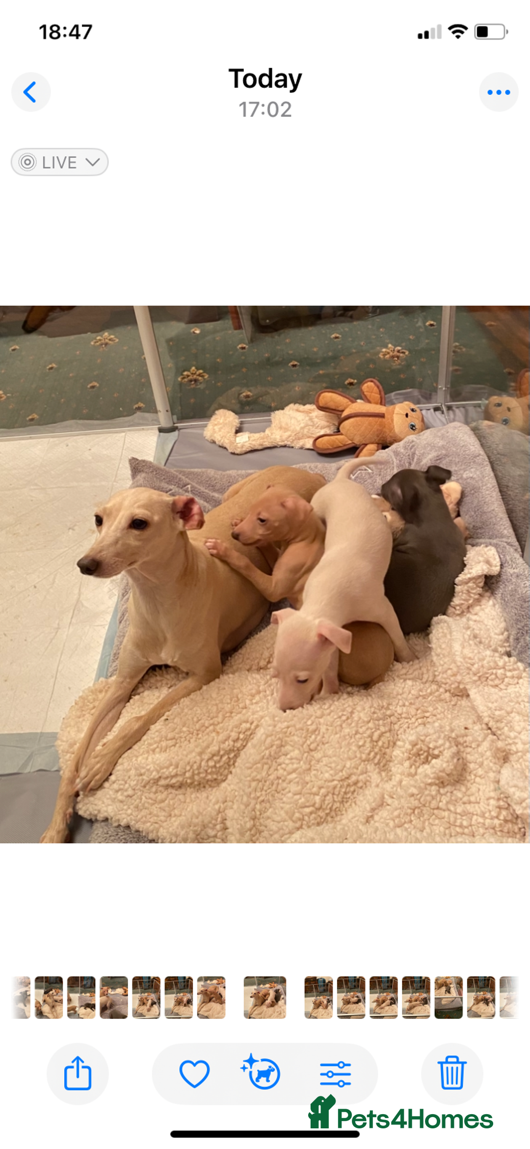 Italian Greyhound dogs for sale: ITALIAN GREYHOUND PUPPIES  - Advert 8