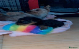 Yorkshire Terrier dogs for sale: Mini yorkshire terrier - Image 2