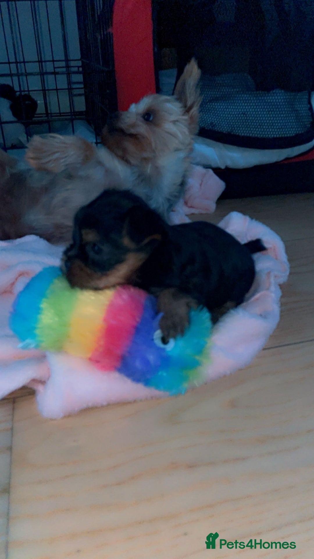 Yorkshire Terrier dogs for sale: Mini yorkshire terrier - Image 2