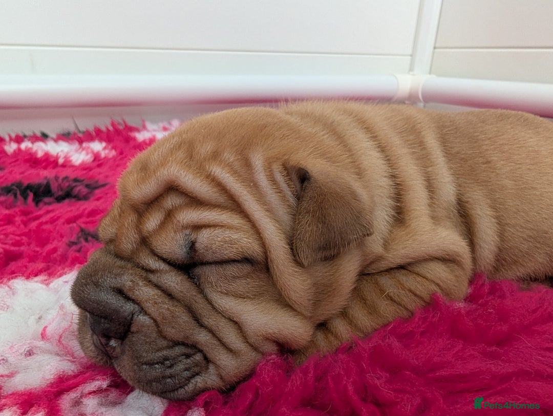Shar Pei dogs for sale: Shar pei puppies  - Image 7