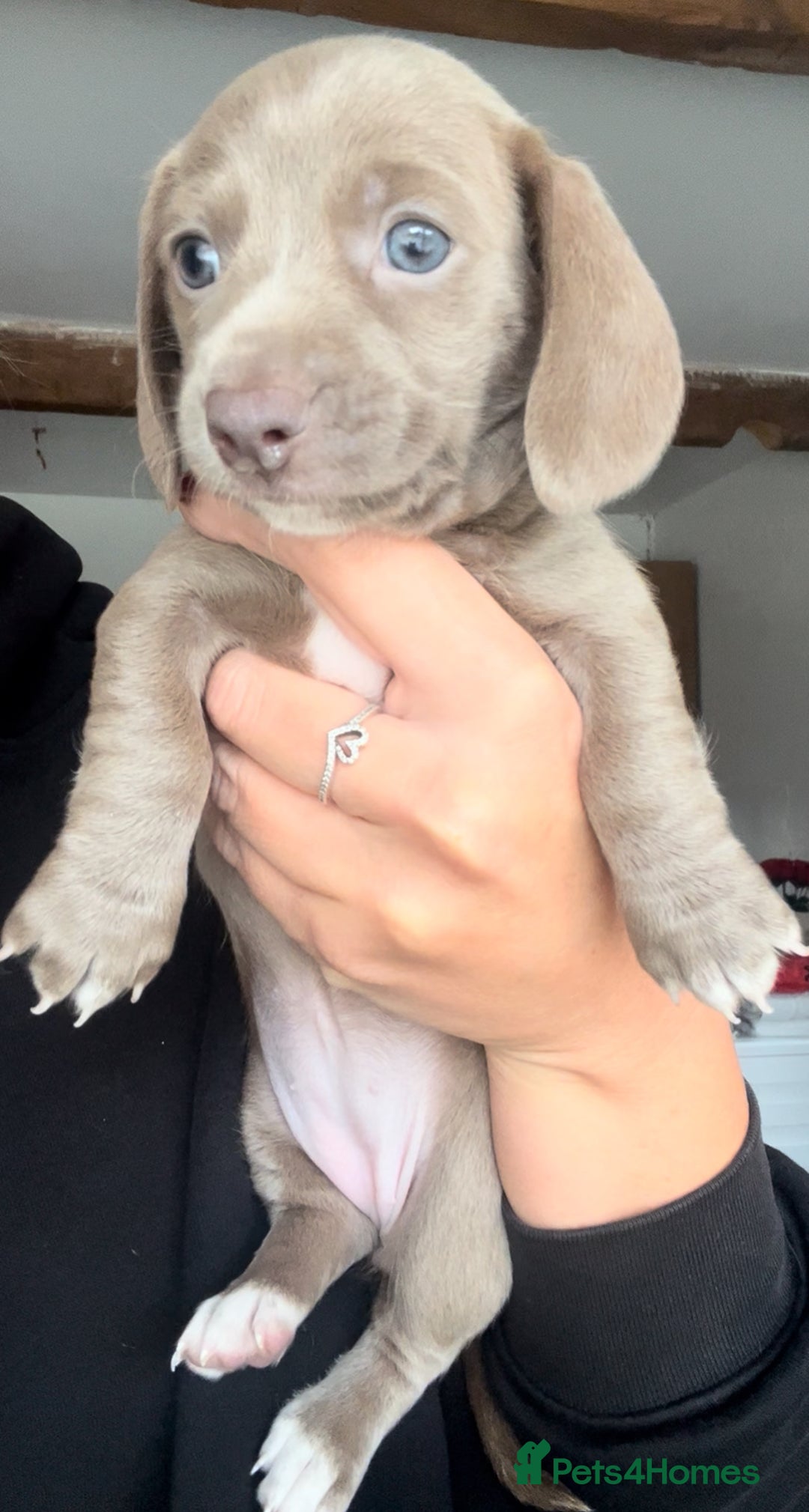 Miniature Dachshund dogs for sale: ✨ THE LAST BEAUTIFULLY BRED KC REG GIRL  - Image 2