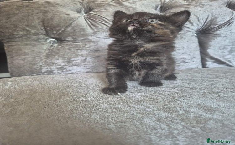 Mixed Breed cats - Advert 5