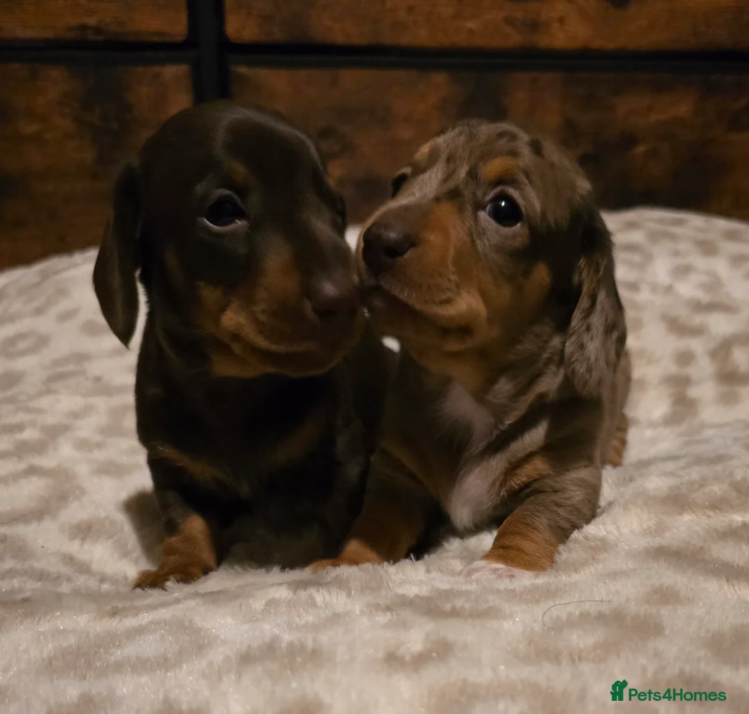 Miniature Dachshund dogs for sale: Kc reg miniature dachshunds puppies  - Advert 4