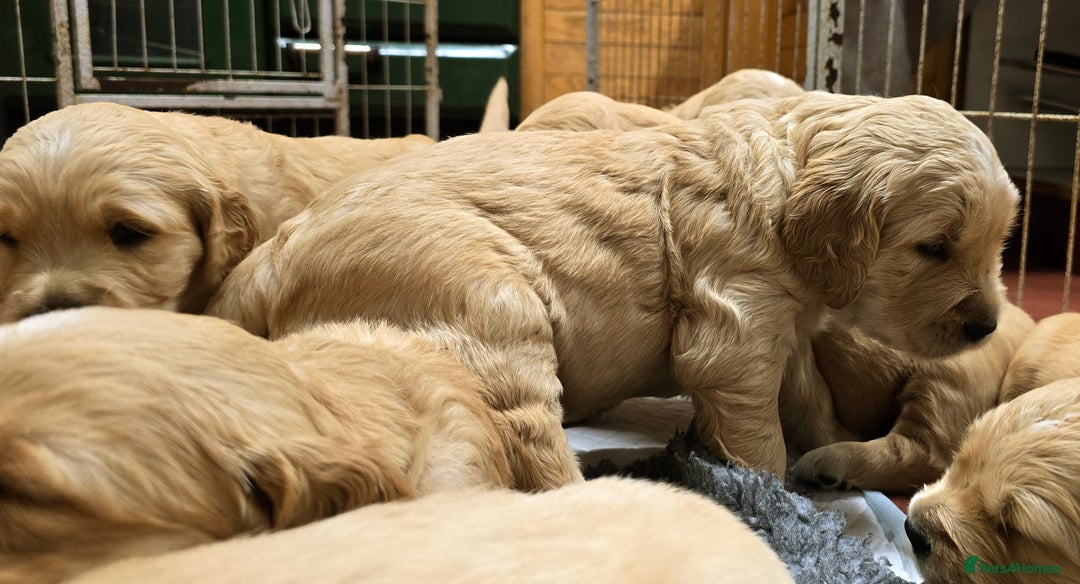 Golden Retriever dogs for sale: Fully health tested golden retriever puppys - Advert 10