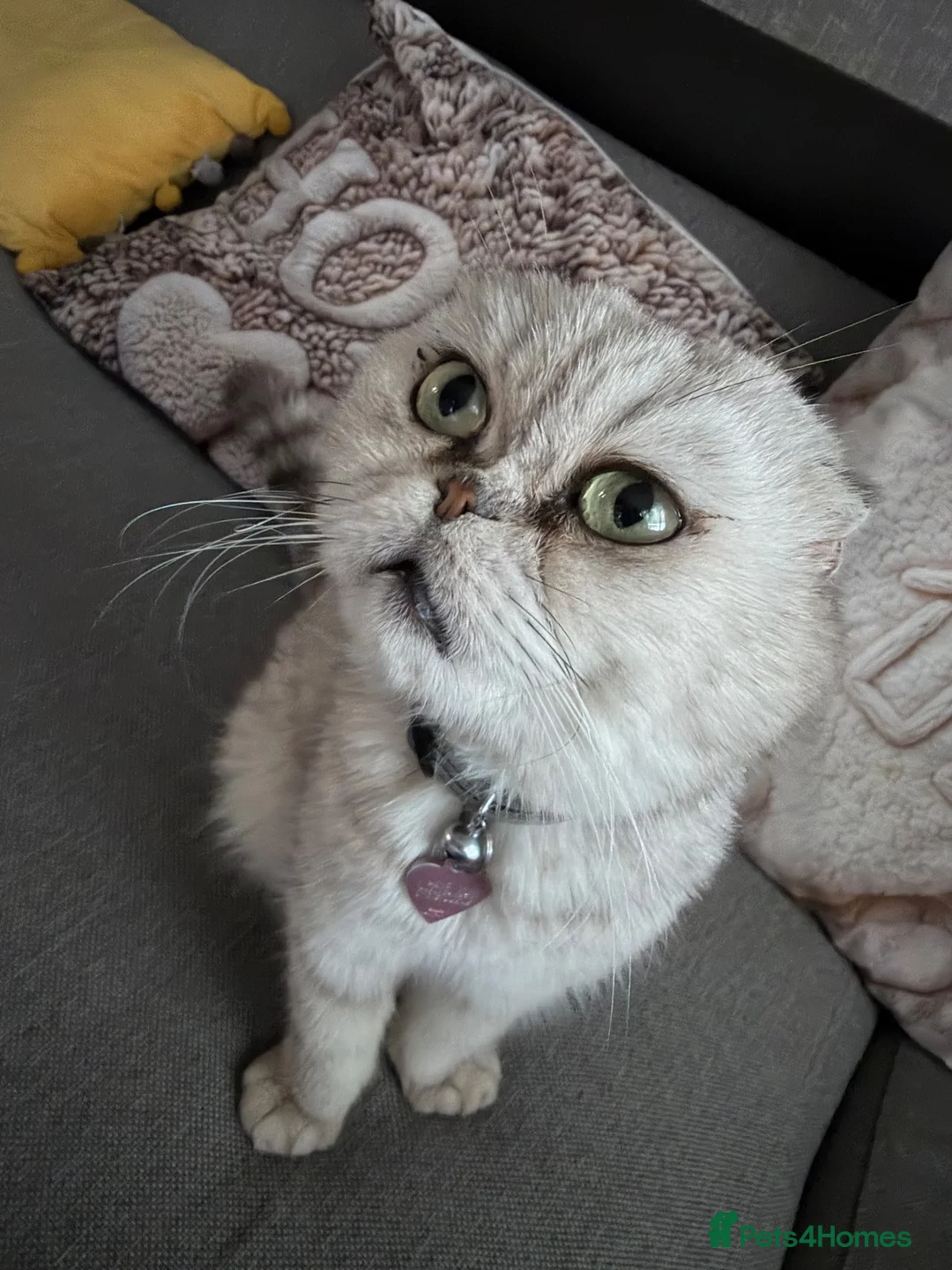 Scottish Fold cats for sale: Adorable Scottish Fold & Straight Kittens  - Advert 2