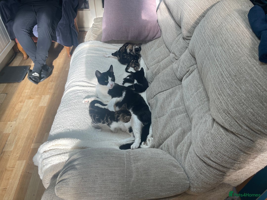 Mixed Breed cats for sale: Friendly kittens looking for loving homes 🐾 - Image 9
