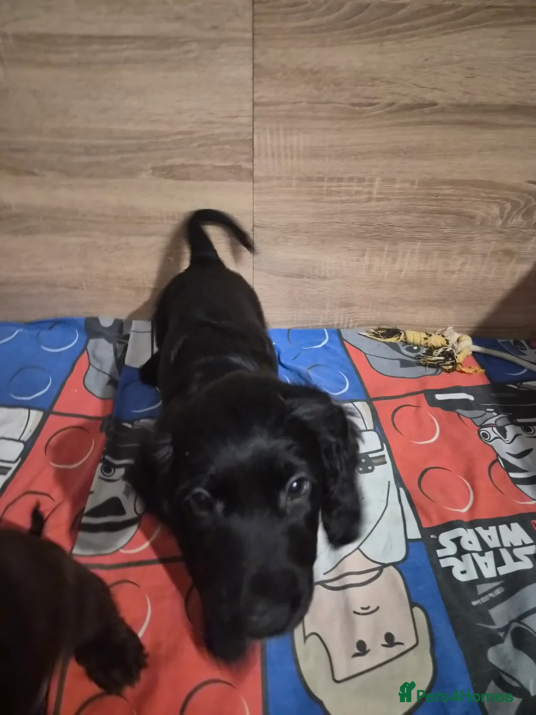 Sprocker dogs for sale: One male black sprocker  - Advert 3