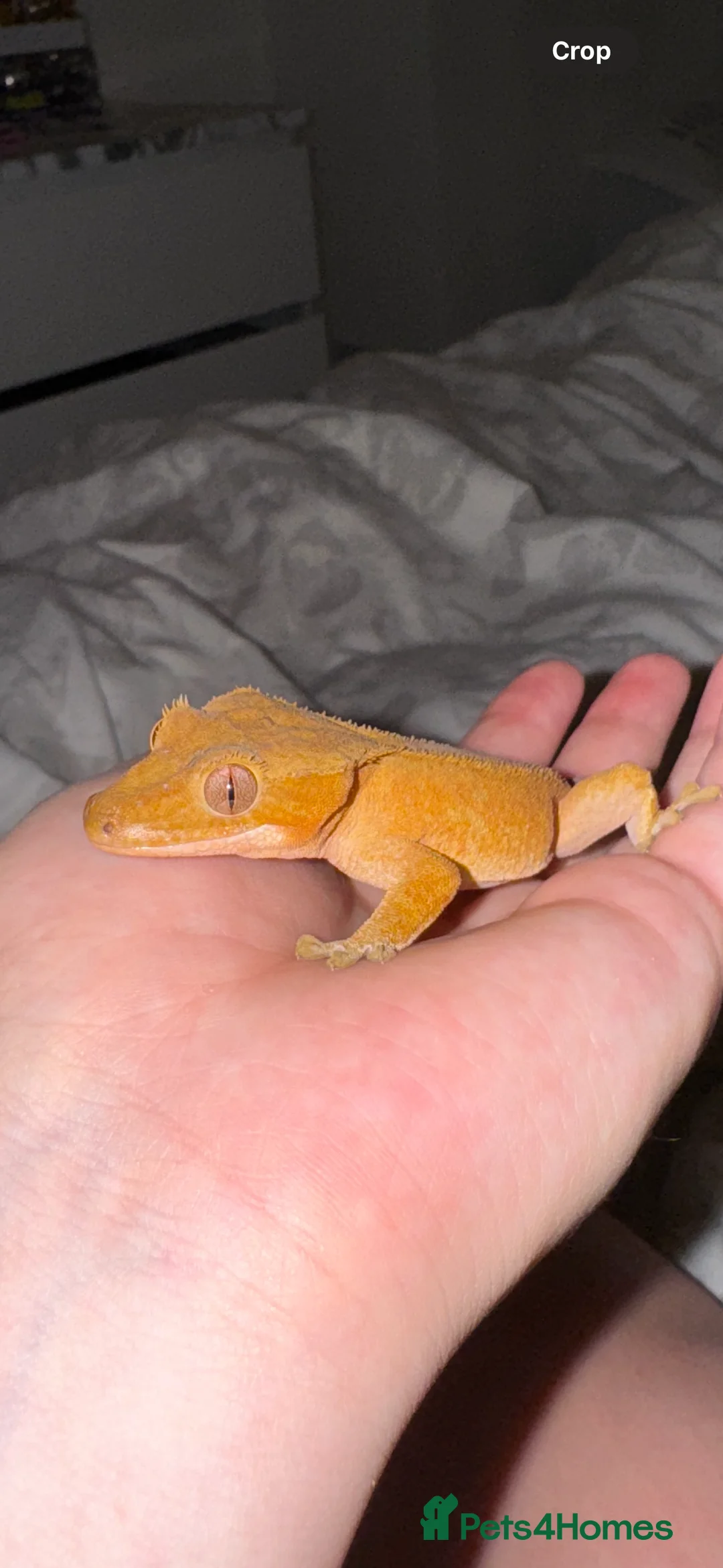 Gecko reptiles for sale: Crested Gecko with vivarium in Mitcheldean - Advert 1
