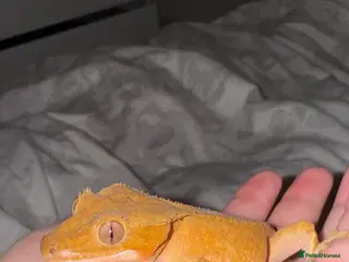 Gecko reptiles Crested Gecko with vivarium in Mitcheldean - Advert 4