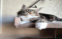 Maine Coon cats for sale: Cross Maine Coon - Image 6