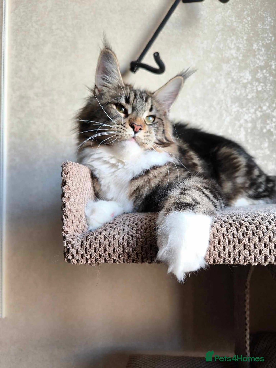 Maine Coon cats for sale: Cross Maine Coon - Image 6