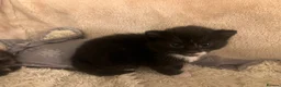 Mixed Breed cats for sale: 2 Tuxedo Tabby Boys in Shifnal - Advert 27