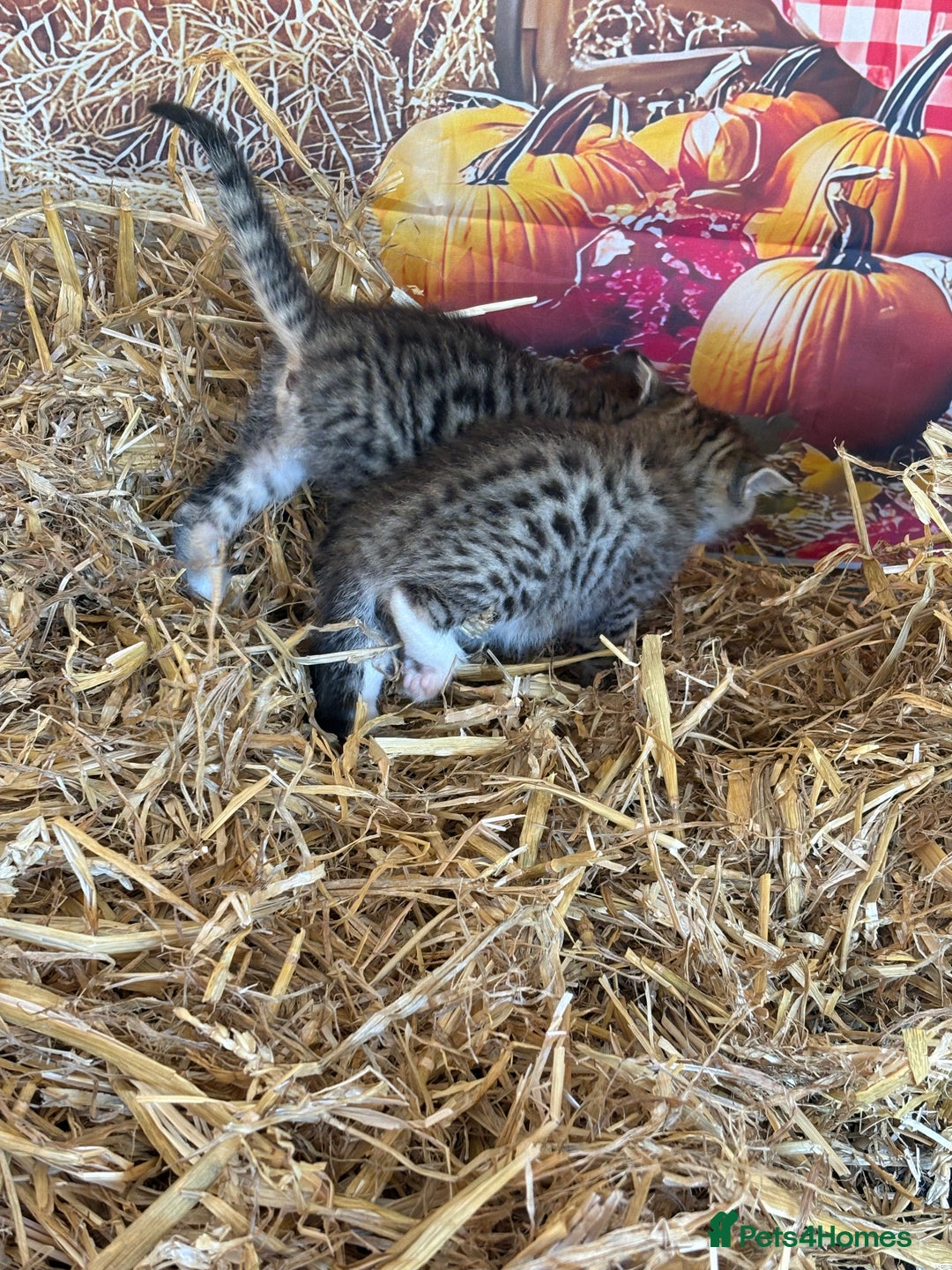 Mixed Breed cats for sale: Ragdoll x Bengal Exquisite Unique kittens - Image 23