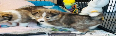 Shetland Sheepdog Puppy 3