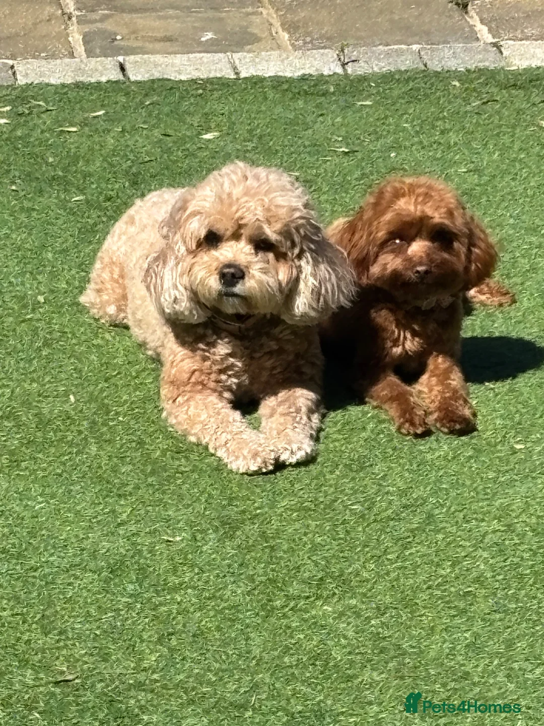 Cavapoo dogs for sale: Cavapoo F1B Beautiful puppies Due 20th June  - Advert 2