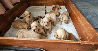 Golden Retriever dogs - Advert 3