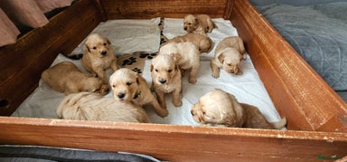 Golden Retriever dogs - Advert 1