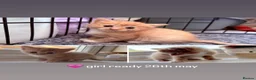Mixed Breed cats for sale: Short haired mixed breed kittens  - Advert 2