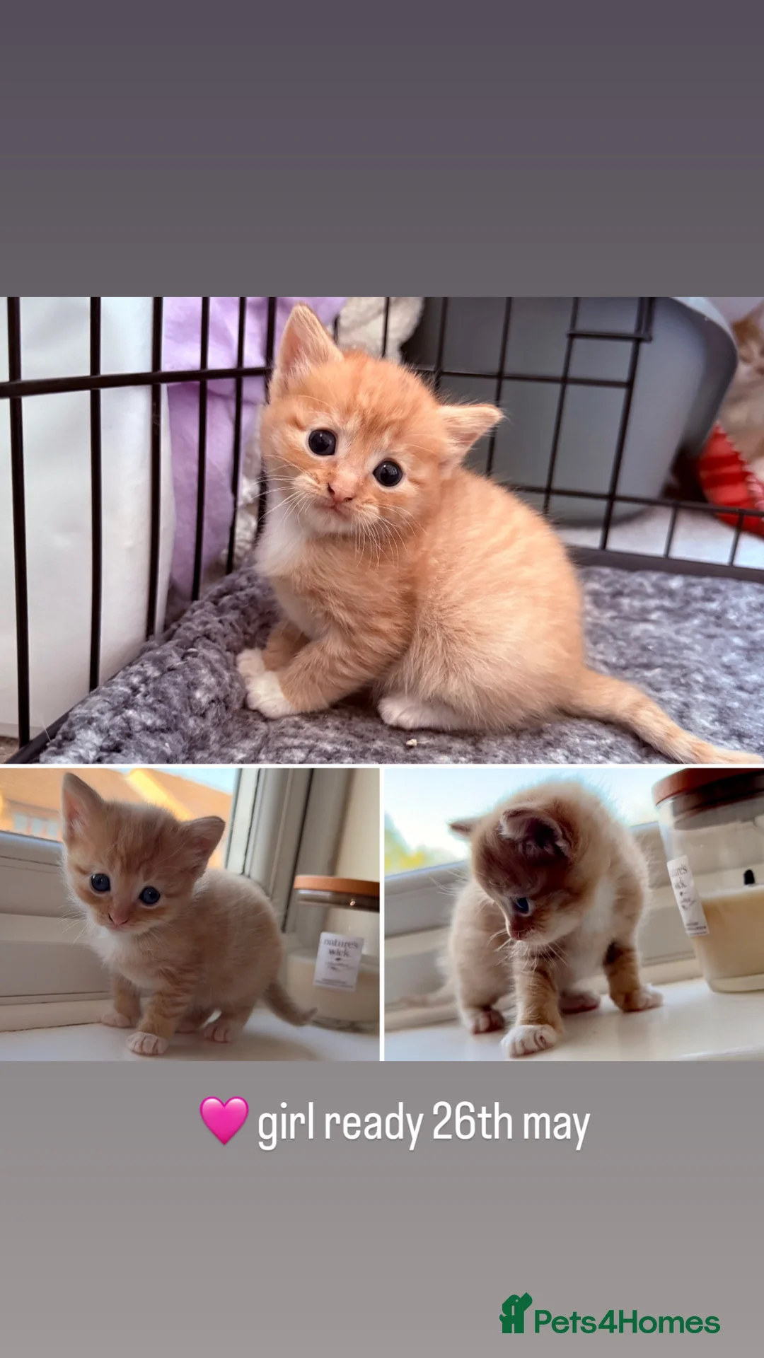 Mixed Breed cats for sale: Short haired mixed breed kittens  - Advert 2