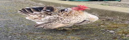 Chickens poultry for sale: High Quality Serama Bantam - Advert 10
