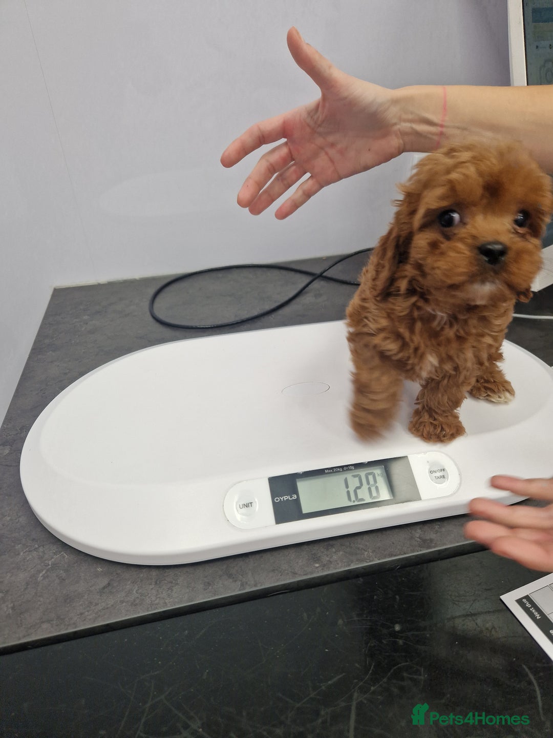 Cavapoo dogs for sale: Fox Red Cavapoo F1 Puppies  - Image 36