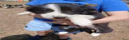 Border Collie dogs for sale: Long coated border collie puppies - Advert 27