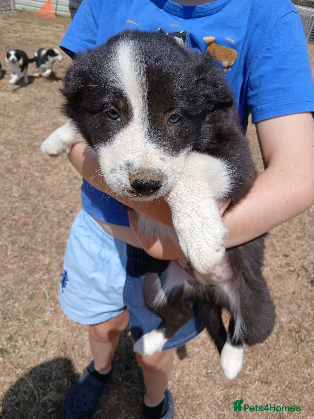 Border Collie dogs for sale: Long coated border collie puppies - Advert 27