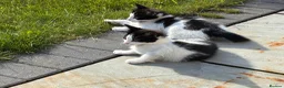 Mixed Breed cats for sale: 5 beautiful kittens for sale  - Advert 6