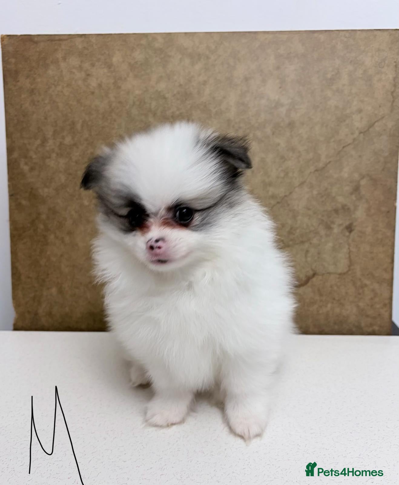 Pomeranian dogs Pomeranian Puppies – Home Raised With Mum & Dad - Advert 2