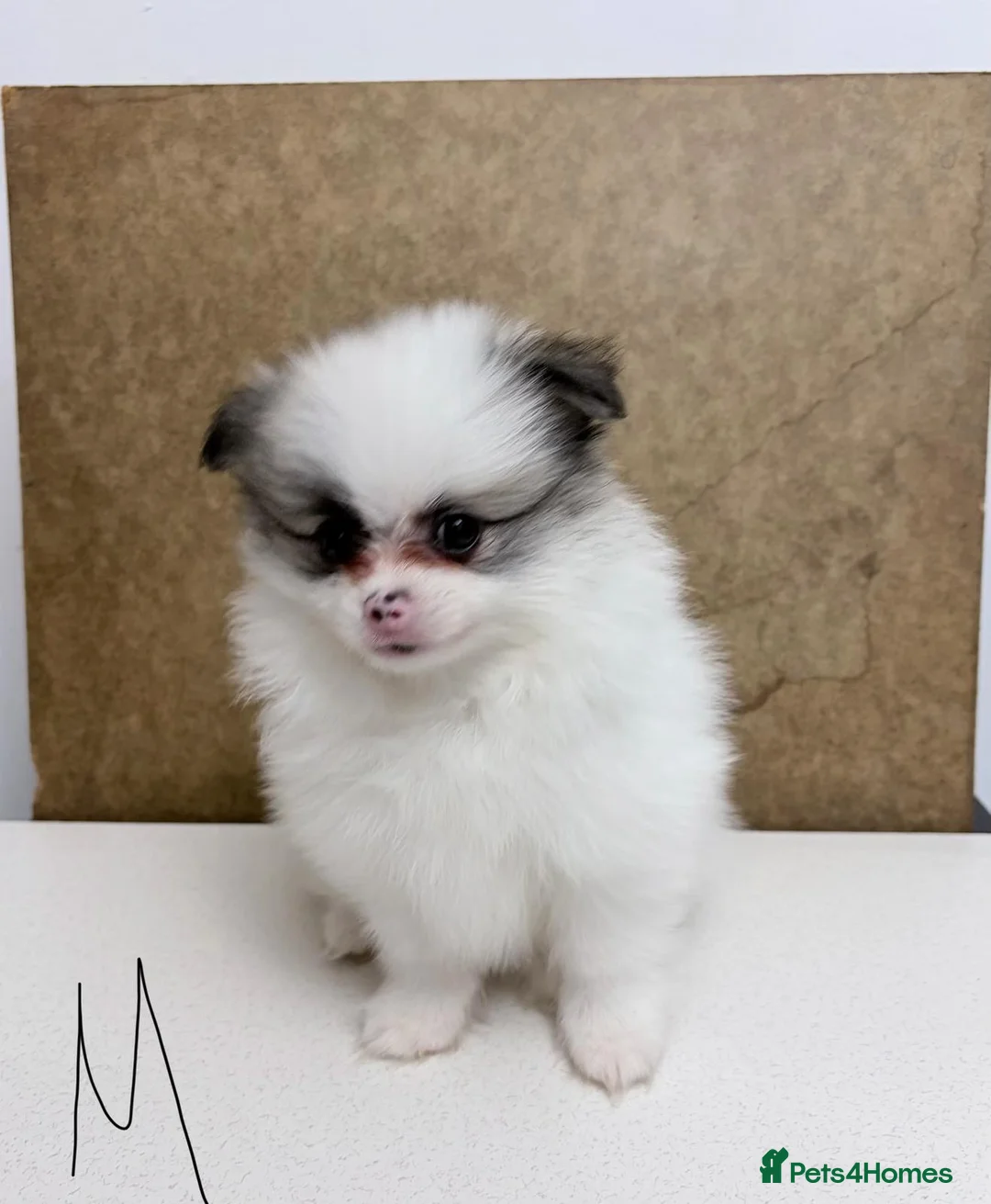 Pomeranian dogs for sale: Pomeranian Puppies – Home Raised With Mum & Dad - Advert 2
