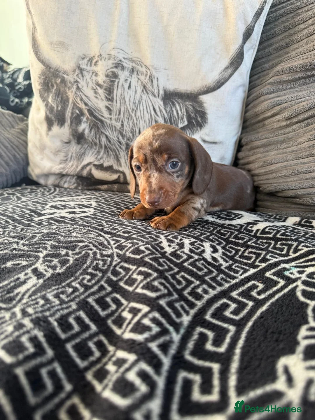 Dachshund dogs for sale: One female available  - Advert 7
