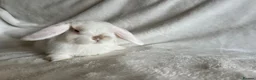 Mini Lop rabbits for sale: Mini Lops Ready To Leave Now  - Advert 8