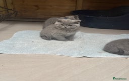 British Shorthair cats for sale: 2 left ready for new home this Saturday  - Advert 12
