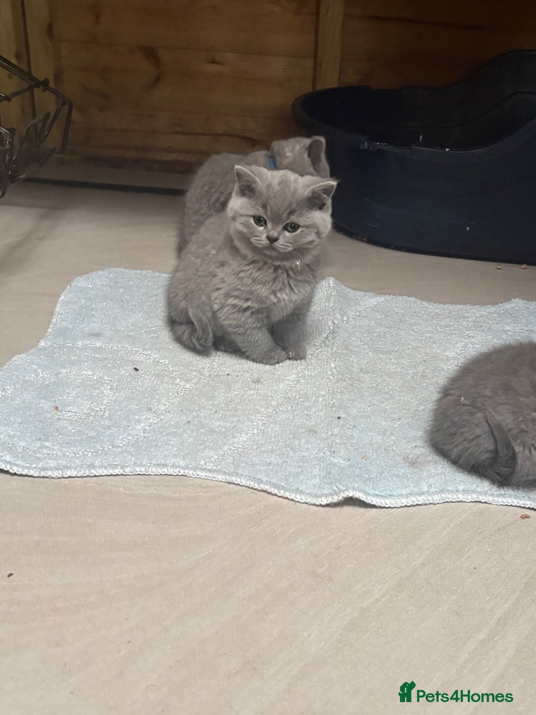 British Shorthair cats for sale: 2 left ready for new home this Saturday  - Advert 12