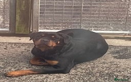 Rottweiler dogs for sale: Rottweiler/rotty puppies - Image 11