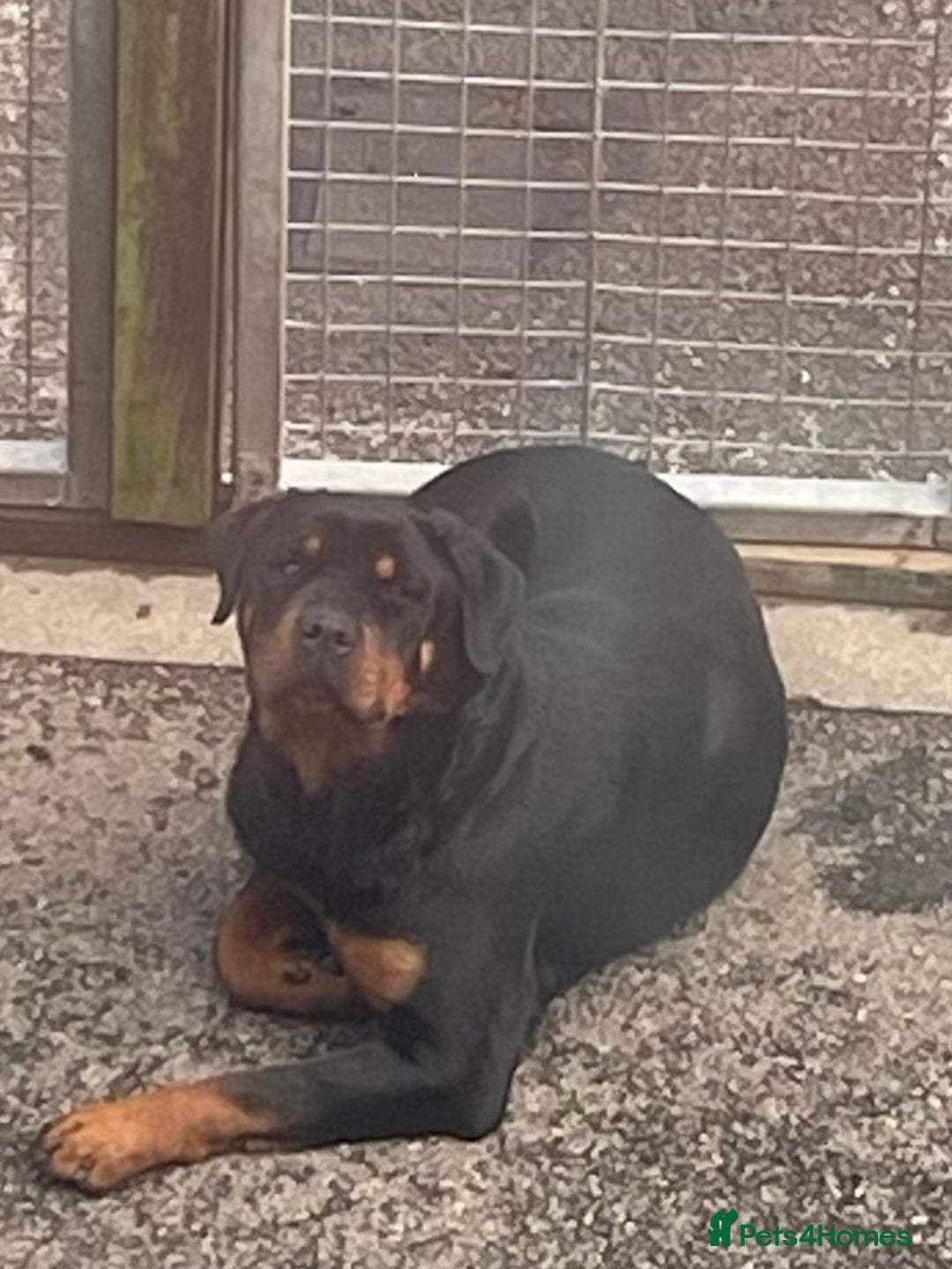 Rottweiler dogs for sale: Rottweiler/rotty puppies - Image 11
